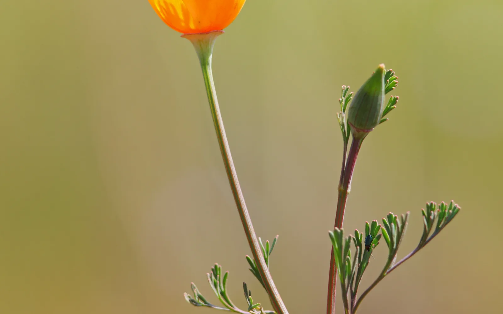 Golden California poppy flowers in bright sunlight
