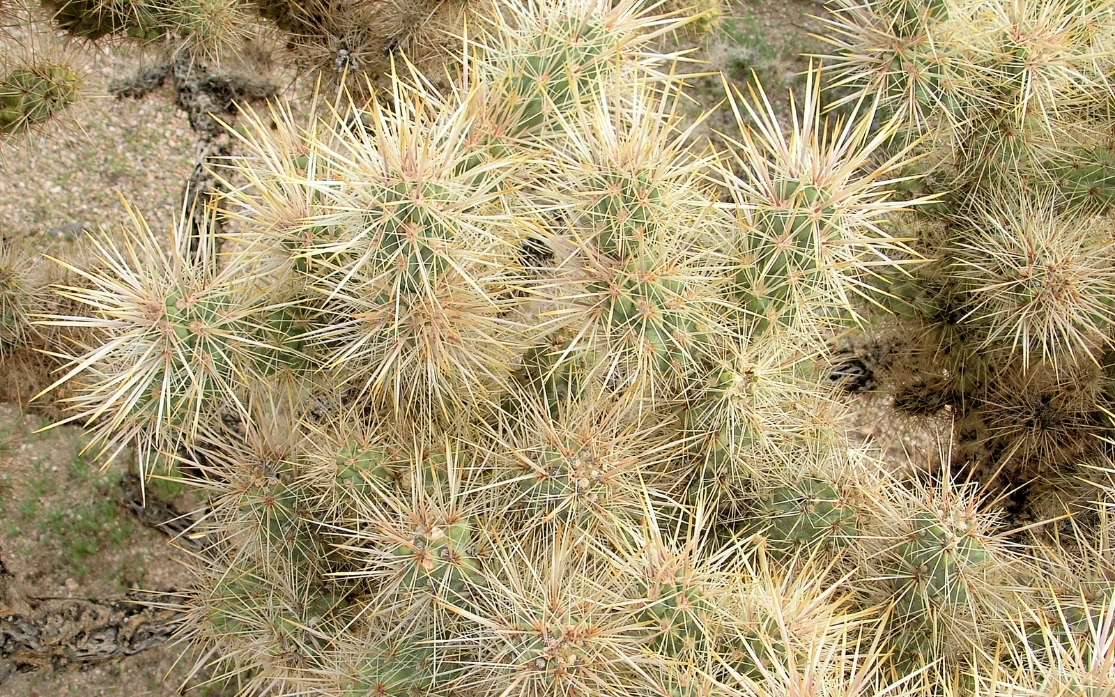 Cholla cactus plants in the Mojave Desert under clear skies